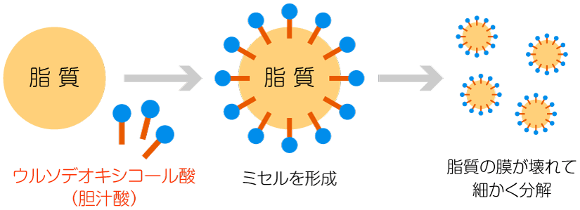 〈図表〉消化吸収を補助