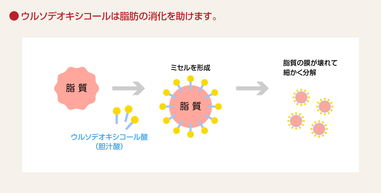 ウルソデオキシコールは脂肪の消化を助けます。