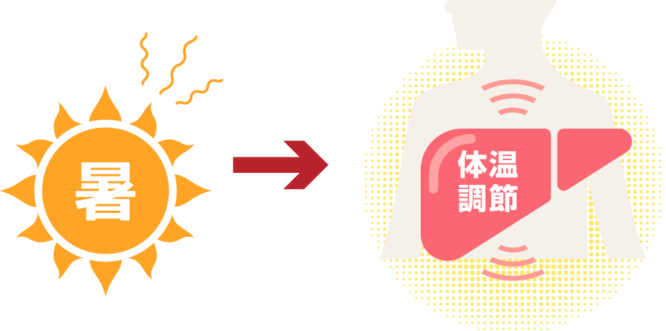 肝臓を労る肝活をしましょう!